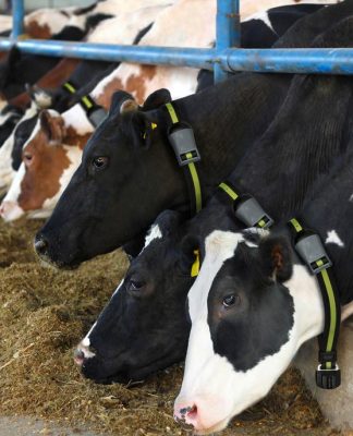 vacas