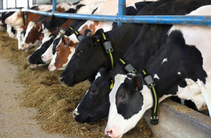 Firmeza en la hacienda: subas de hasta 14% en Sociedad Rural de Jesús María y valores sostenidos en Mercado Agroganadero de Cañuelas vacas