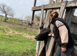 inspeccion, vaca
