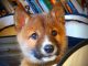 dingo