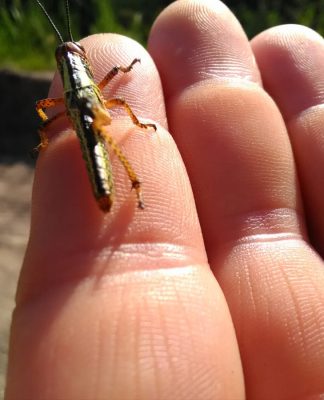 langosta