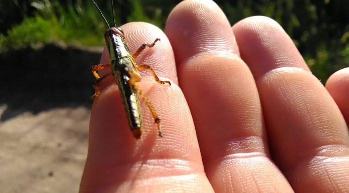 langosta
