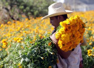 floricultores