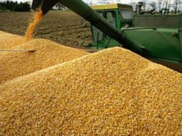 El maíz argentino acelera ventas y marca uno de los mejores registros comerciales de los últimos años