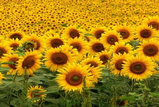 El Girasol argentino gana protagonismo en el mercado mundial