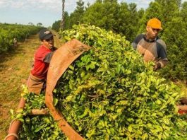 Productores de yerba mate ponen en duda la cosecha de verano tras la desregulación del INYM