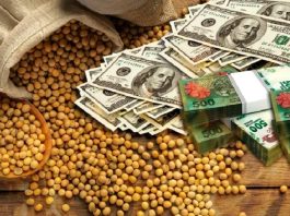 La soja subió $5000 tras el fin de semana largo y cerró a $490.000 por tonelada en Rosario