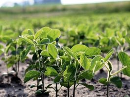 Lluvias en el centro y norte del país mejoran el estado de la soja y el maíz
