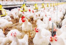 Gripe aviar: confirman un segundo foco en granjas bonaerenses y refuerzan controles sanitarios