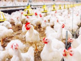 Argentina recuperó el acceso a los mercados de Chile y Perú para exportar carne aviar