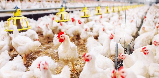 Gripe aviar: confirman un segundo foco en granjas bonaerenses y refuerzan controles sanitarios