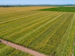 Maíz: cuáles fueron los híbridos que lograron los mejores rindes en los ensayos de la zona núcleo