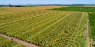Maíz: cuáles fueron los híbridos que lograron los mejores rindes en los ensayos de la zona núcleo